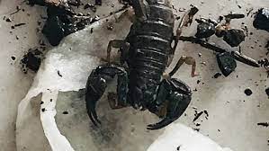 A friend and i will visit the 40+ acres. 4 Rarely Seen Pacific Nw Forest Scorpions Found In Oregon Park Keci