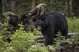 bear hunting wisconsin dnr