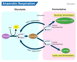 Anaerobic Respiration Definition