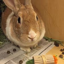 Some bunnies love to hear the sound paper makes when it gets torn! Rabbit Enrichment Animal Friends Inc