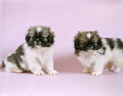 The pekingese puppies are easily recognized because they are confident and independent, but also playful with people that he does not know. Two Pekingese Puppies Photograph By Animal Images