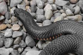 will black snakes in florida ever