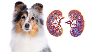 Understanding and Managing Kidney Disease in Dogs | Dr. Loudon さん