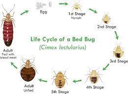 7 ses of the bed bug life cycle