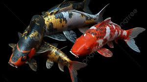 koi fish with diverse patterns and