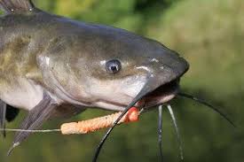 Channel Catfish Length To Weight Conversion Chart Channel