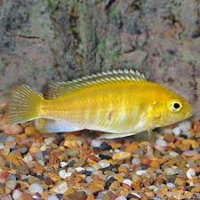 Tropical Fish For Freshwater Aquariums Electric Yellow