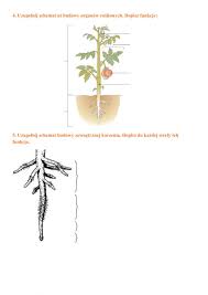 B5 Tkanki i organy roślinne worksheet