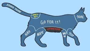 Buzzfeeds How To Pet A Cat Chart Modern Cat