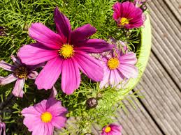Maybe you would like to learn more about one of these? Gardening Have A Go At Growing These Flowers From Seed Dorset Echo