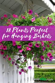 Trailing plants are ideal to cover unsightly objects in the room; 18 Best Hanging Plants For Indoors And Out Bob Vila Bob Vila