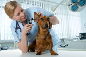 ear polyps in pets what pet owners