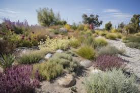 Page 14 Drought Tolerant Garden