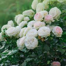 25 pink roses revealing the top