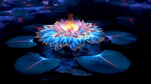 Importance of Lotus: What is the Significance of the Lotus Flower?
