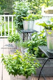 Midsummer Container Herb Garden On