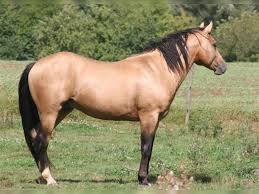 Similar colors in some breeds of dogs are also called buckskin. Ari Mustang American Stallion Buckskin