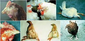 CRD Diseases In Poultry | Blog