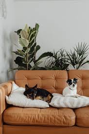 25 best pet friendly couches and sofas