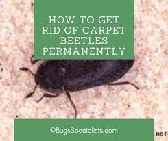 get rid of carpet beetles permanently