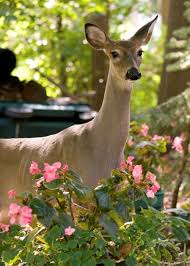 roses keep deer out of the garden