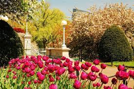 spring flowers in boston gardens blooms