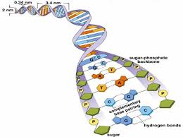 dna primary structure double helix