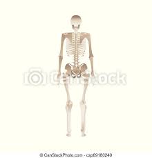 I think it goes back to the great chain of being. Back Of The Human Skeleton Body Anatomy From Different Point Of View Bones Reference For Persons Posterior Medical Canstock