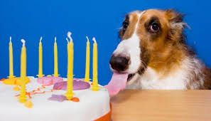 One Human Year Does Not Equal Seven Dog Years Smart News