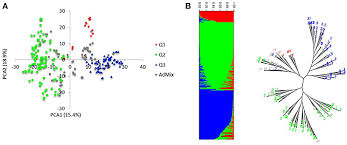 Frontiers Genome Wide Association Mapping Of Seedling And
