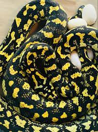 2021 carpet pythons ta snakes