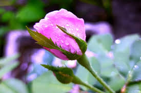 rose flower and plant plants information