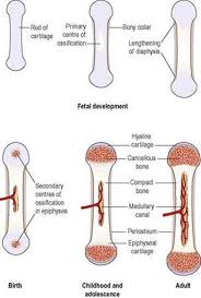 As shown in figure 2. The Musculoskeletal System Ross And Wilson Anatomy And Physiology In Health And Illness 11e