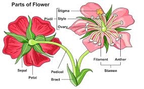 morphology of flower flower structure