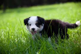 If you could describe the border collie in just three words it would be affectionate, smart and energetic, and whilst you. 11 Places To Find Border Collie Puppies For Sale Best To Worst