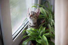 Keep Cats Out Of Plants