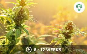 For plants that grow indoors, the flowering stage does not start on its own. Cannabis Light Schedule Herbies