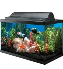 If you're not sure what kind of fish to get or how to design the tank, get inspired by 7 of our favorite aquarium setup ideas. Top 5 Best 10 Gallon Fish Tanks Fish Tank Club