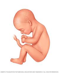 Fetal Development The 3rd Trimester Mayo Clinic