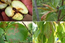 Luttez préventivement contre la moniliose étape 2 : Les Principales Maladies Et Ravageurs Des Arbres Fruitiers
