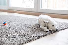 a dog from chewing the carpet