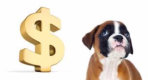 A boxer rescue covering ny, nj, pa, ct and the northeast we strive to take all dogs of all ages and medical needs. How Much Do Boxers Cost To Buy As Puppies And Raise As Adults