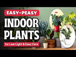 10 Best Indoor Plants For Low Light