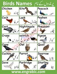 birds names in urdu and english with