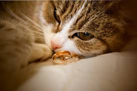 do cats eat jewelry pollypets com