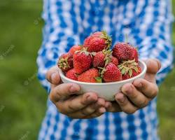 Image of child picking strawberries in a field that is full of ripe red strawberries