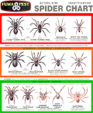 Spider Identification Chart Venomous Or Dangerous