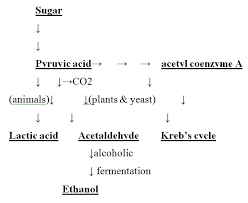 Anaerobic Respiration And Its