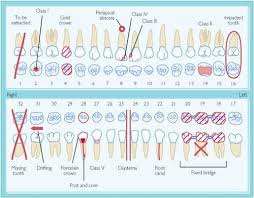 Dental Charting Caries Classification Occlusion Tongue