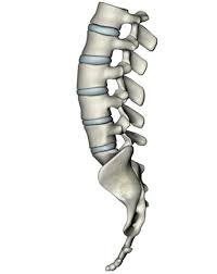 Image result for cartoon of a spine
